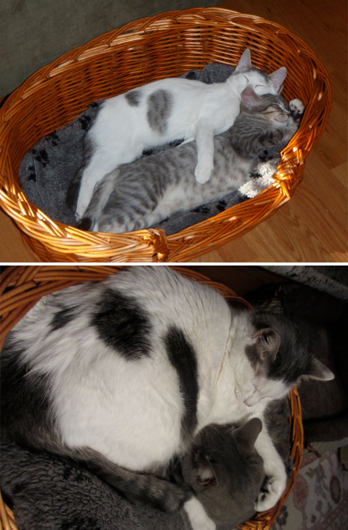 50 Heart-Warming Photos of Animals Growing Up Together - My Cats When They Were A Few Months Old Compared To Now, 4 Years Later 50 Heart-Warming Photos of Animals Growing Up Together - My Cats When They Were A Few Months Old Compared To Now, 4 Years Later