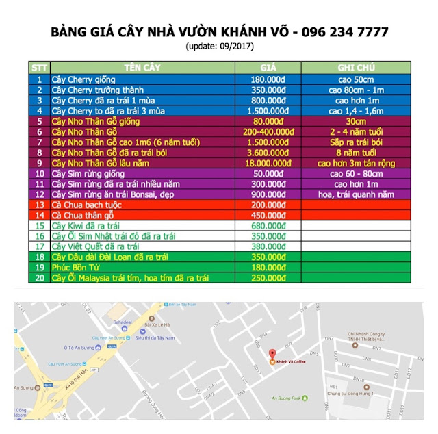 Đăng tin rao vặt: Người dân thành thị đang săn lùng loài cây trồng này - Cây việt quất Bang-gia-va-ban-do-nha-vuon-khanh-vo