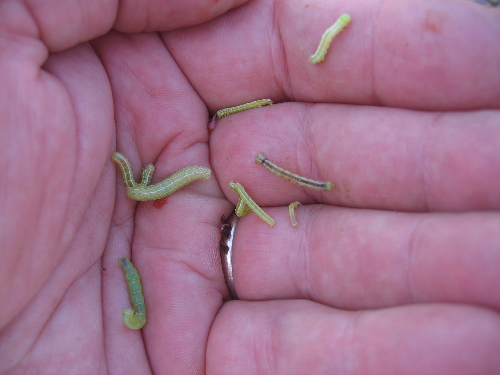 NC Small Fruit & Specialty Crop IPM What to watch for caterpillars