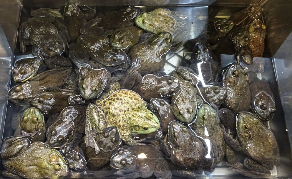  Salmorrejo Ancas de rana. Cómo cocinarlas