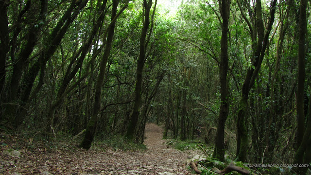 ameiseblog_Senda_Monte Buciero