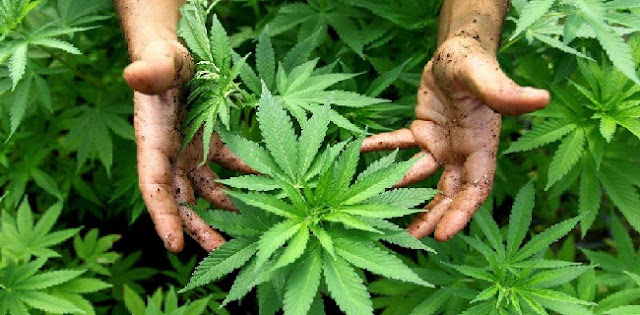 Batalkan Ganja Jadi Obat, Begini Penjelasan Kementan Batalkan Ganja Jadi Obat, Begini Penjelasan Kementan