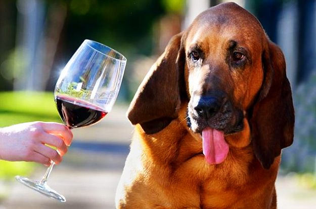 dog-wine-tester.jpeg
