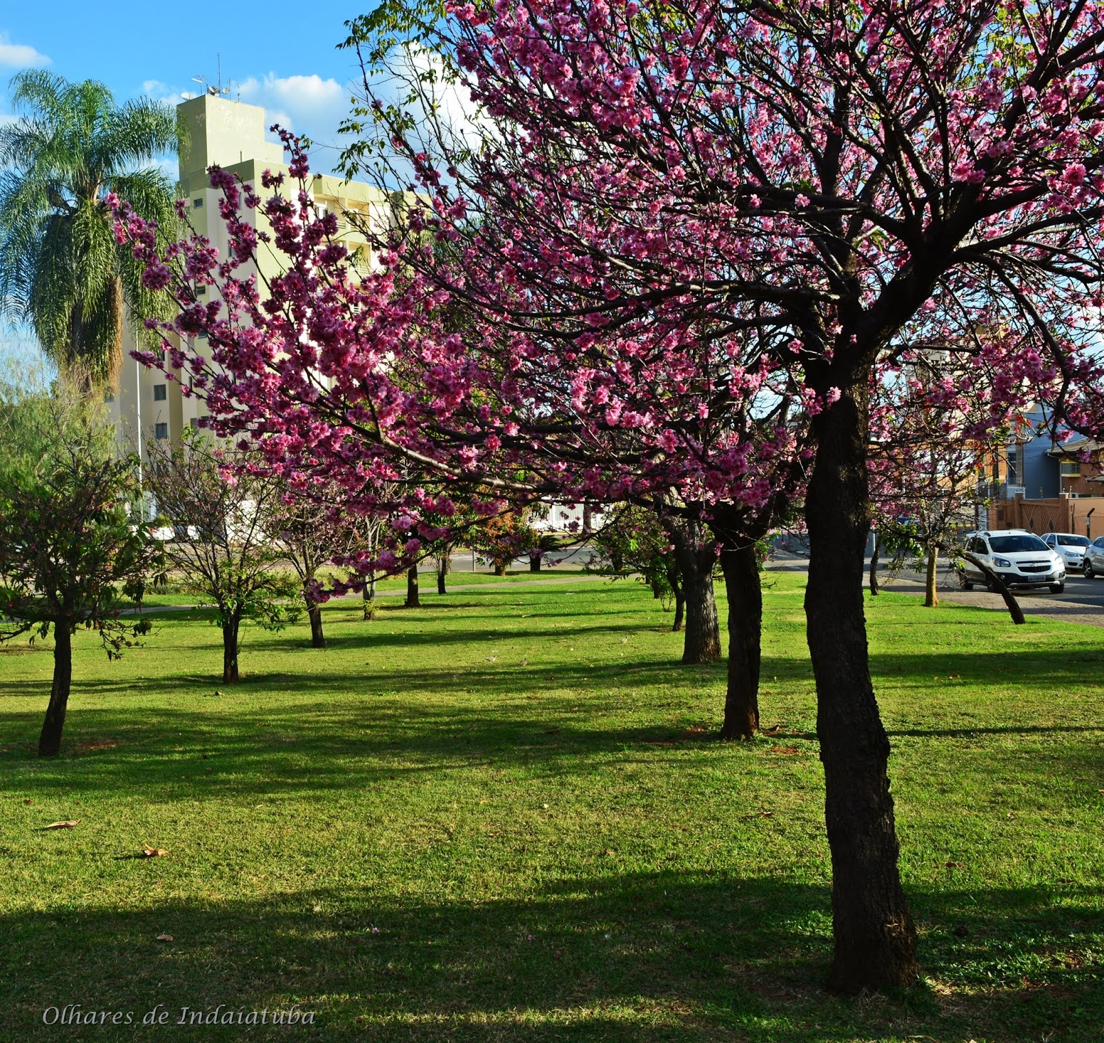 Olhares de Indaiatuba 2 Praça das Cerejeiras Indaiatuba SP
