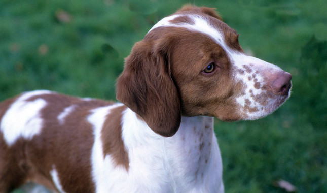 About Dog Brittany Dog