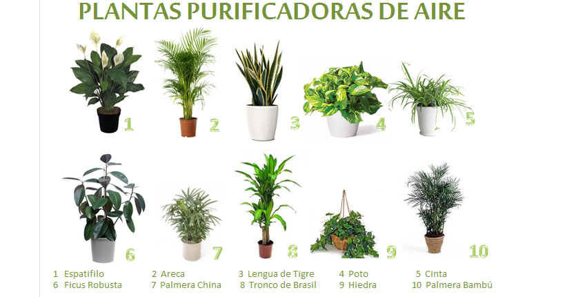 Plantas purificadoras de aire ~ El Jardin de Camila