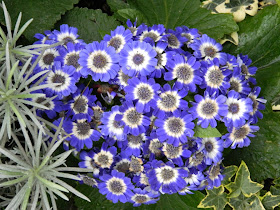 Blue cineria Allan Gardens Conservatory Spring Flower Show 2013 by garden muses: a Toronto gardening blog 