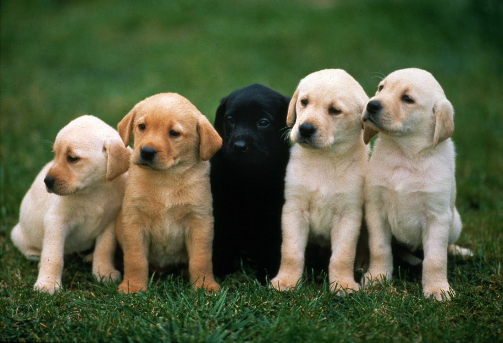 Dog Blog Dog Handling Dog Community Dog Photos Dog Video dog-blog-dog-handling-dog-community-dog-photos-dog-video