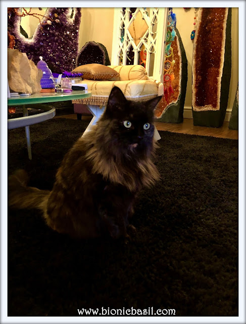 Mandalas on Monday ©BionicBasil® Colouring With Cats Mandala #113  Pandora Loves The Crystal Room