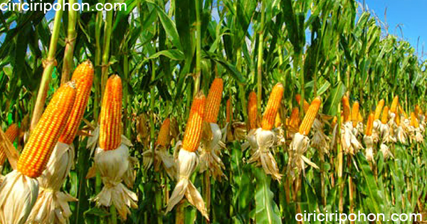 ciri ciri pohon jagung hibrida