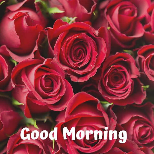 good morning romantic rose, good morning rose images download, good morning red rose hd wallpaper, good morning single rose, good morning flowers with messages, good morning images with flowers hd