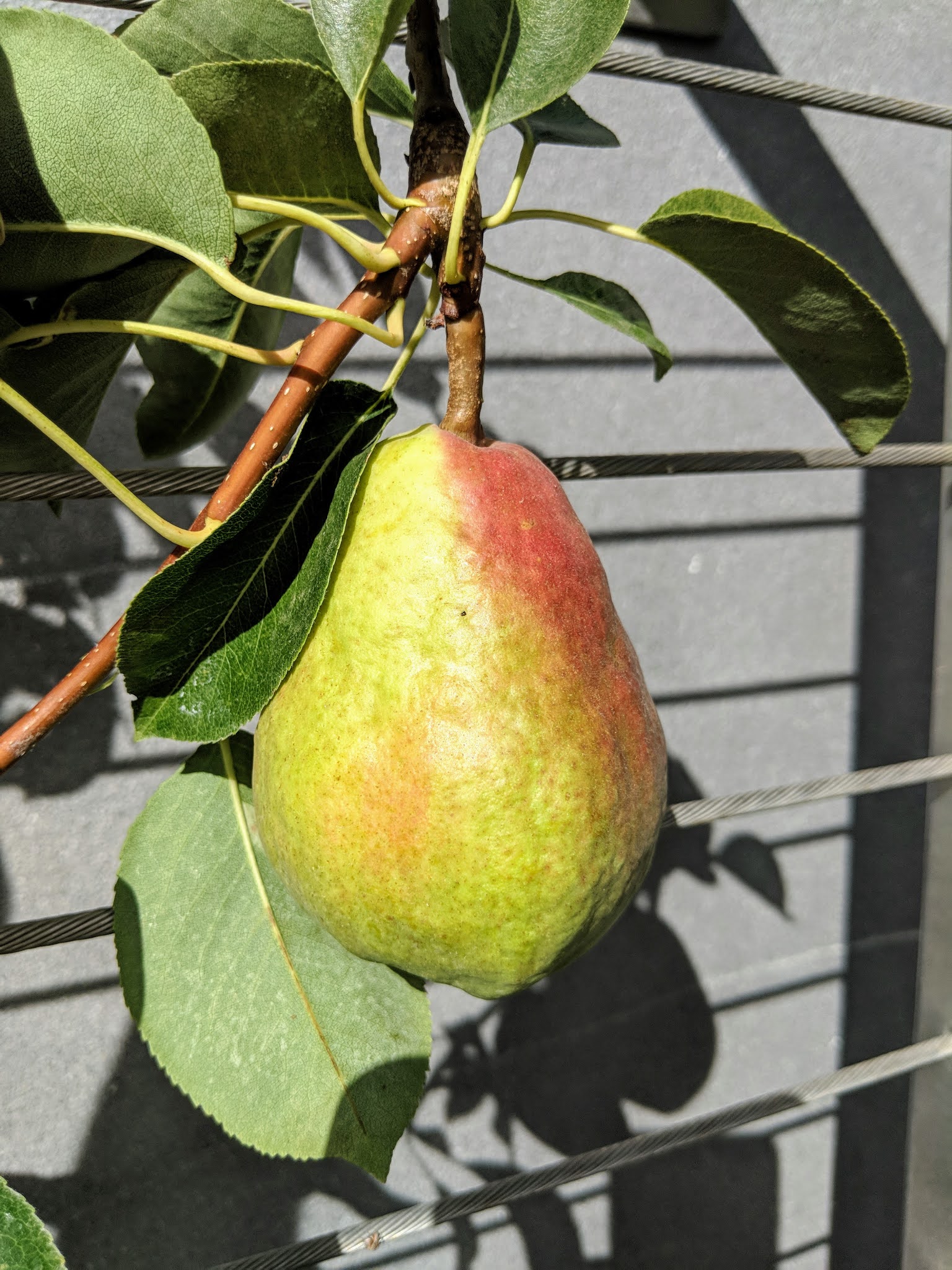 free download pruning pear trees free download pruning pear trees