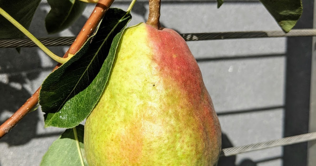 Fruit Tree Pruning at Its Best How to Prune Pear Trees