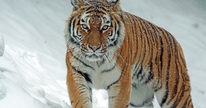 Maksud Mimpi Suami Curang / Kerap Mimpi Suami Sekatil Dengan Perempuan