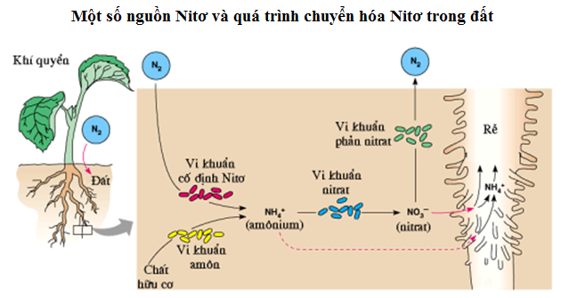 Quá trình chuyển hóa nitơ trong đất