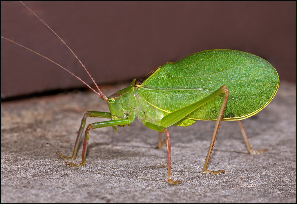 Why are they called Katydids? What does a katydid bug eat?
