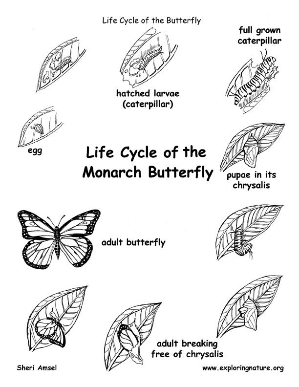monarch-butterfly-life-cycle-coloring-page-2-coloring-pages