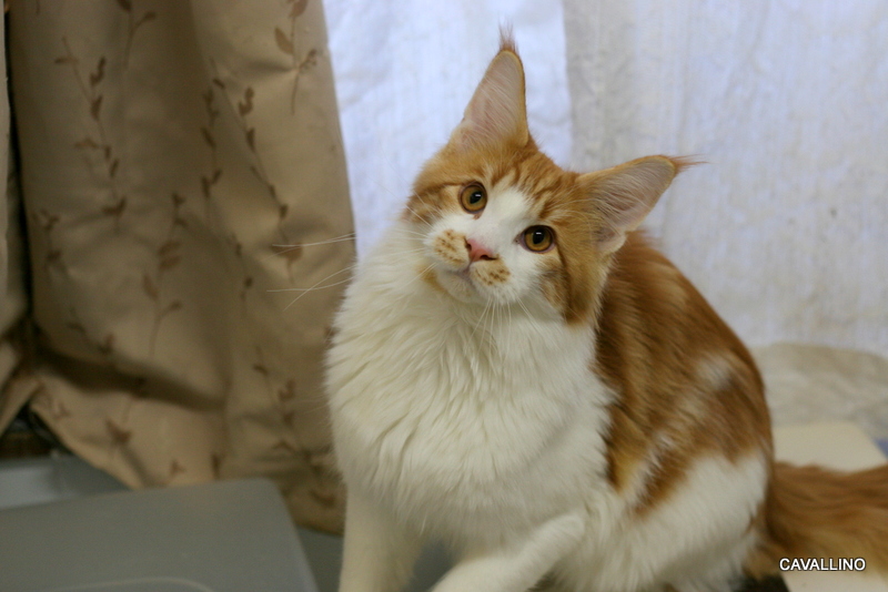 Cavallino 猫 ねこ ネコ びびりは伝統 男の子通信
