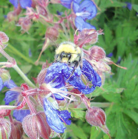 bee in walled garden at Culzean Castle