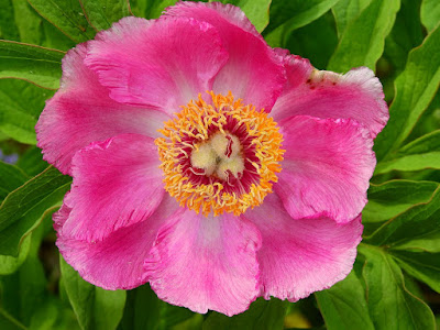 first peonies in May 2019