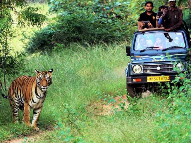 jungle safari booking tadoba