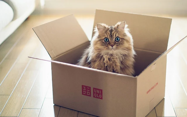 Jong katje in een doos