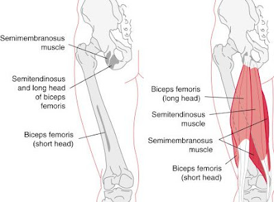 Anatomi biceps femoris pada tubuh manusia. Bahasan anatomi origo biceps femoris, insersi biceps femoris, aksi, persarafan, dan arteri dari otot biceps femoris.