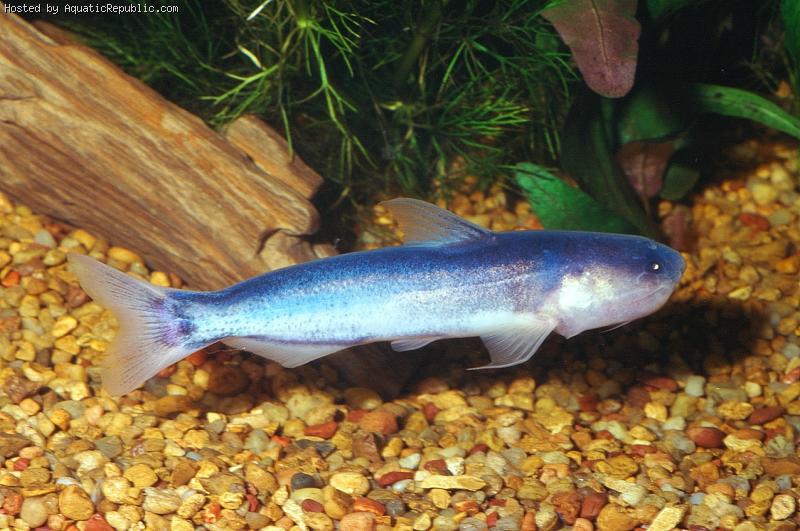Blue Whale Catfish ( Cetopsis coecutiens ) INSPIRATOR