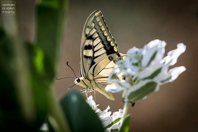 Macaone, Papilio Machaon, farfalla, butterfly, foto Ischia, Natura Ischia, Isola d' Ischia, Crisalide, bruco, livrea colorata, farfalla più grande del mondo, 