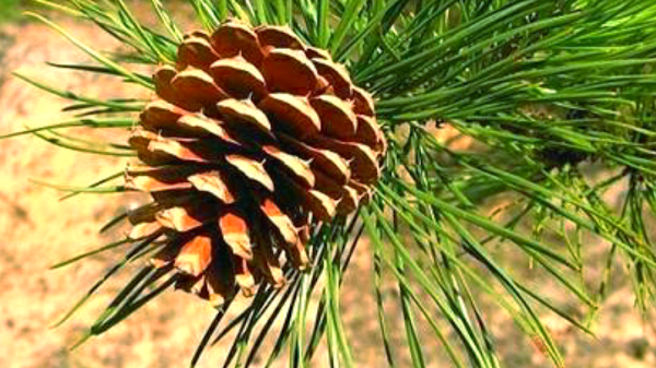 Hasil kajian Yayasan Tarsius Centre: Perairan Desa Lassar jadi habitat penting bagi dugong