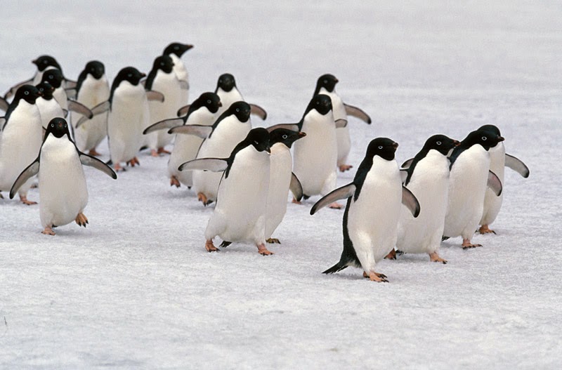 Adelie Penguin Fun Animals Wiki, Videos, Pictures, Stories
