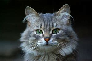 La Bella Poesia Poesie Per Gatti