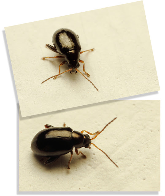 JJ's Photographic nature blog The beetles are in the house...