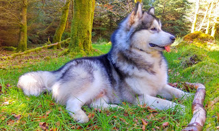 husky malamute