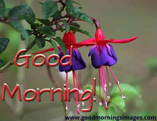 Gud Morning Images With Flower Gud Morning Images With Flower