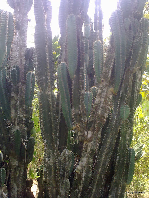 Opuntia stricta or Kallichedi