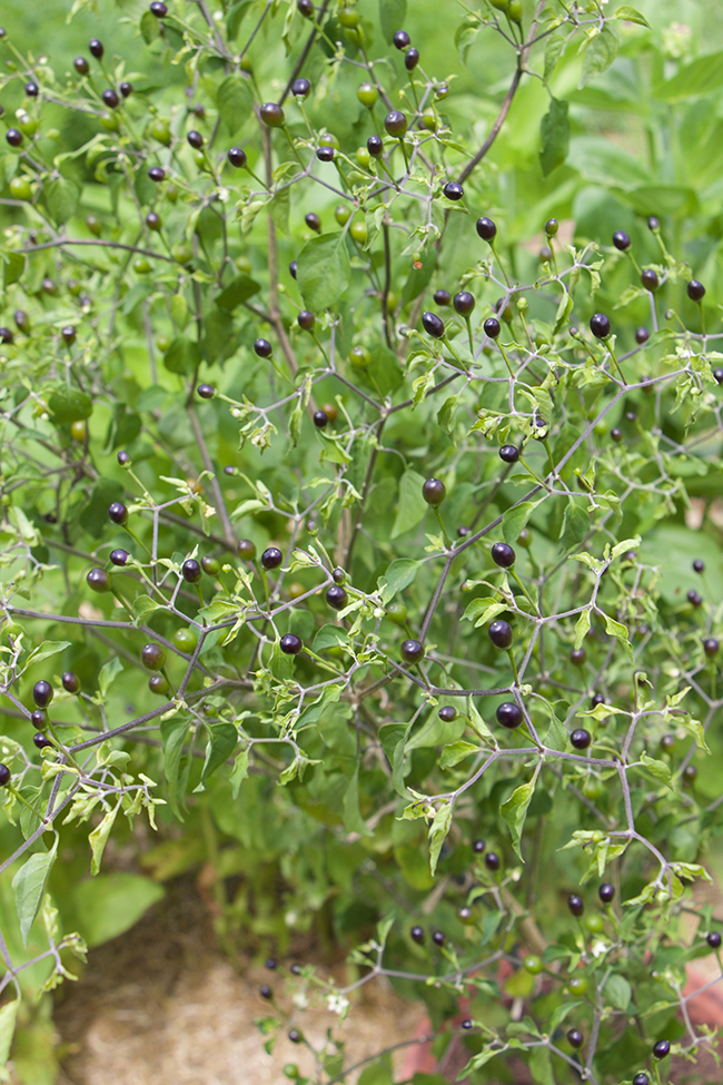 Redbrickbuilding August 2012