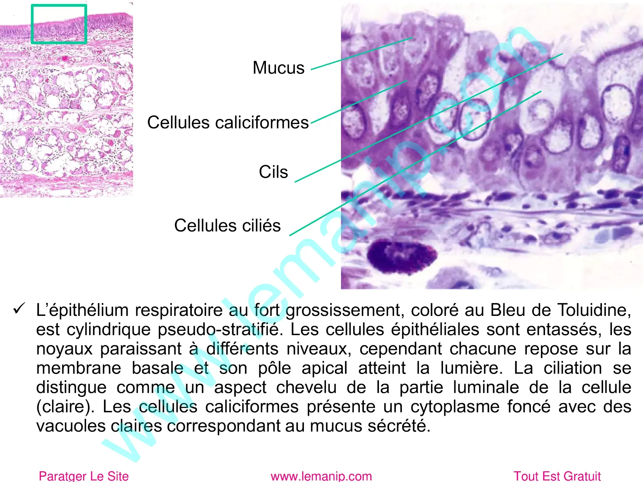 Mucus, Cellules caliciformes, Cils, Cellules ciliés