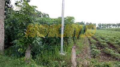 kebun singkong, singkong, foto kebun singkong, mojokerto