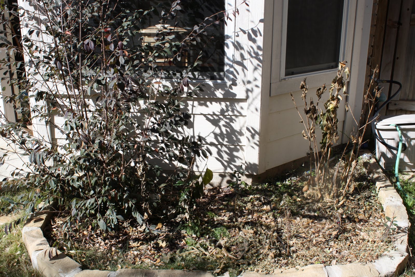 Beechwood Landscape Architecture And Construction Nandina