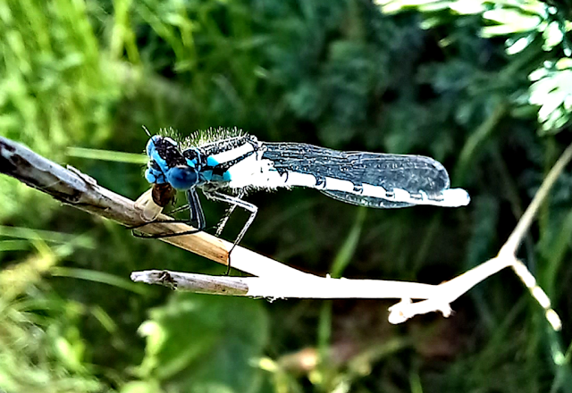 A damselfly