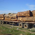 Quitan veda a empresas forestales de Nicaragua.