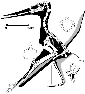 Muzquizopteryx