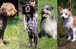 In the world and in specially in America people have a hobby to keep rare and expensive pet dogs in the home. In this topic we will discuss about the different race of pet dogs which are most popular around the world. 1. Tibetan Masstif is the most rare and most expensive dog in world due to its deep red color. In 2013, one Tibetan Masstif was sold out in 19 Lac Dollars in China. Their height may reach 84 cm and weight may be 180 pounds. 2. Canadian Eskimo Dogs: This special dog only is find in Canada, since previous 2000 years this dog was an essential part of lives of Bedouins families. In 1963 the generations of this kind of dogs was declared near to finish. In Canada only one and in America only 500 Eskimo dogs are live so due to this a major Eskimo price is near 7 to 8 lac rupees. 3. Pharaoh Hounds: This kind of dogs was founded in Malta first time. It is very intelligent dog and when happy it moves his nose and ears in special styles. To train this dog is not easy, however its price is 6 to 7 lac rupees. 4. Lowchen Dog of Germany is also a rare dog which belongs to Germany and France. In whole world only few hundred dogs of this race be registered in a year. Its price may vary from 4 lac to 8 lac rupees. 5. Akita dogs race belongs to Japan, it has two kinds also, one is American Akita and second is known as Japanese Akita. These are find in very cold places so the layer of hair are very thick and deep which saves them from cold. Its price may be 4 to 5 lac. 6. Samoyed Dogs price is very high from 4 lac to 10 lac which depends upon their height, race, weight and body volume. It is very intelligent race in dogs which is very familiar with humans and it also demands more attention and care from the owner. 7. French Mastiff dogs are brought up for fighting. These are very powerful dogs, Their weight may be 147 pounds and weight might be 75 cm. In 20th century, this race of dogs reached very close the finish, their minimum price is 5 lac rupees. In the world and in specially in America people have a hobby to keep rare and expensive pet dogs in the home. In this topic we will discuss about the different race of pet dogs which are most popular around the world. 1. Tibetan Masstif is the most rare and most expensive dog in world due to its deep red color. In 2013, one Tibetan Masstif was sold out in 19 Lac Dollars in China. Their height may reach 84 cm and weight may be 180 pounds. 2. Canadian Eskimo Dogs: This special dog only is find in Canada, since previous 2000 years this dog was an essential part of lives of Bedouins families. In 1963 the generations of this kind of dogs was declared near to finish. In Canada only one and in America only 500 Eskimo dogs are live so due to this a major Eskimo price is near 7 to 8 lac rupees. 3. Pharaoh Hounds: This kind of dogs was founded in Malta first time. It is very intelligent dog and when happy it moves his nose and ears in special styles. To train this dog is not easy, however its price is 6 to 7 lac rupees. 4. Lowchen Dog of Germany is also a rare dog which belongs to Germany and France. In whole world only few hundred dogs of this race be registered in a year. Its price may vary from 4 lac to 8 lac rupees. 5. Akita dogs race belongs to Japan, it has two kinds also, one is American Akita and second is known as Japanese Akita. These are find in very cold places so the layer of hair are very thick and deep which saves them from cold. Its price may be 4 to 5 lac. 6. Samoyed Dogs price is very high from 4 lac to 10 lac which depends upon their height, race, weight and body volume. It is very intelligent race in dogs which is very familiar with humans and it also demands more attention and care from the owner. 7. French Mastiff dogs are brought up for fighting. These are very powerful dogs, Their weight may be 147 pounds and weight might be 75 cm. In 20th century, this race of dogs reached very close the finish, their minimum price is 5 lac rupees.