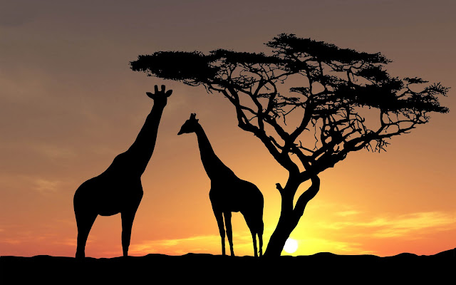 Giraffes wallpaper with the silhouette of giraffes and a tree at sundown