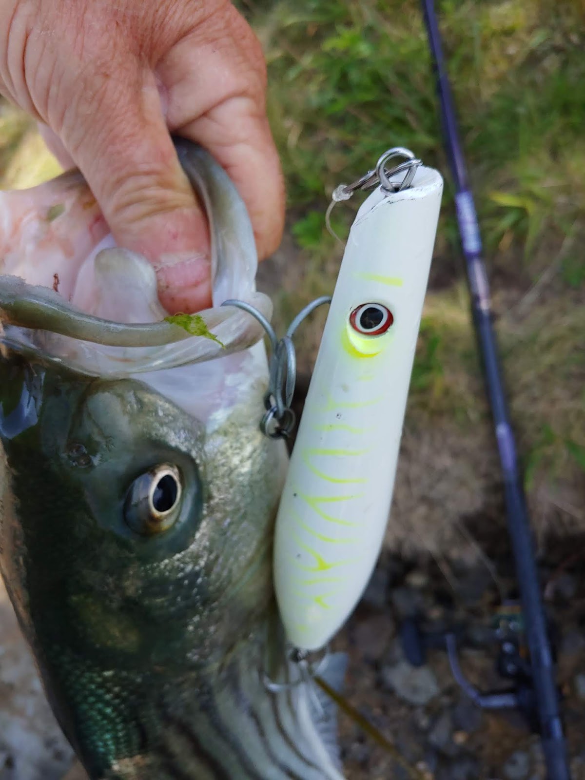 Rhode Island Striped Bass Slow Down those Top Water Plugs