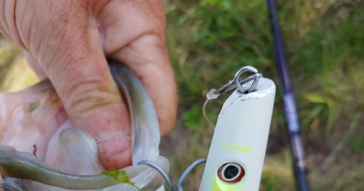 Rhode Island Striped Bass Slow Down those Top Water Plugs