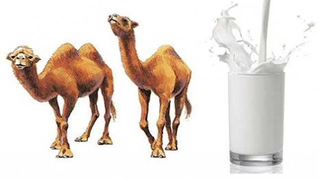 فوائد حليب الأبل فوائد حليب الأبل