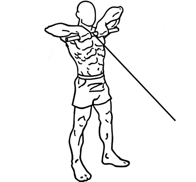 ケーブルフェイスプルが効果のある筋肉部位｜種類とやり方(負荷回数設定とフォームのポイント)里海WEB科学館(水族館・動物園・昆虫館＋栄養