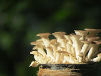  Cara Budidaya Jamur Tiram untuk Pemula, Mudah Dipraktikkan Sendiri